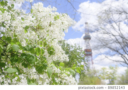 札幌大通公園的丁香和電視塔（電影表現） 89852143