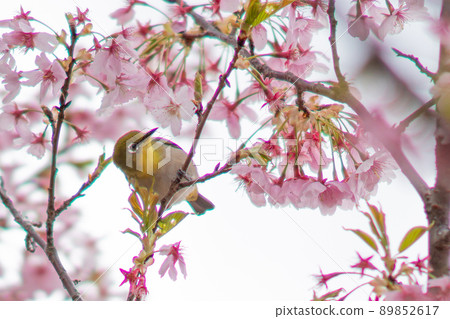 White-eye looking up at the petals of Kawazu cherry blossoms 89852617