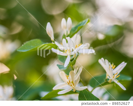 Hite flowers of Japanese honeysuckle or golden-and-silver honeysuckle, Hite flowers of Japanese honeysuckle or golden-and-silver honeysuckle, 89852627