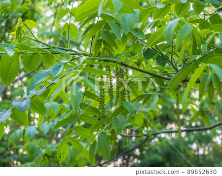 Branch with fresh green leaves of Juglans mandshurica, Manchurian walnut. 89852630