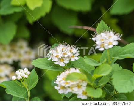 Spiraea chamaedryfolia or germander meadowsweet or elm-leaved spirea white flowers with green background. 89852652