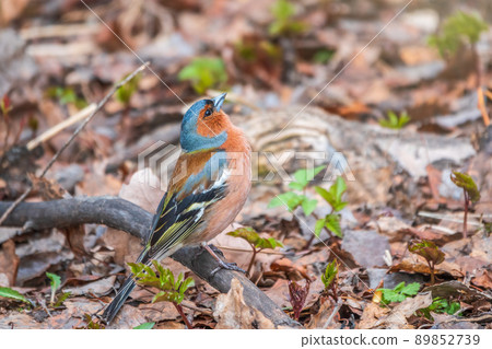 Common chaffinch, Fringilla coelebs, sits on the ground in spring. Common chaffinch in wildlife. Common chaffinch, Fringilla coelebs, sits on the ground in spring. Common chaffinch in wildlife. 89852739