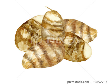 Hand-painted watercolor illustration of harvested Akudo potatoes 89852794