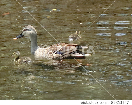Parent and child of duck Parent and child of duck 89853197