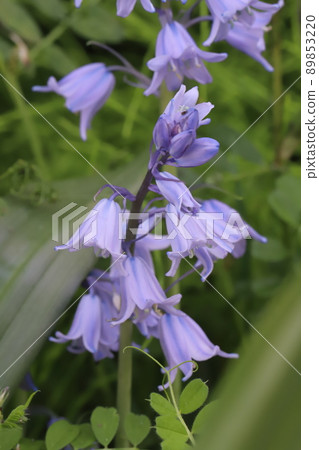 Tsuriganezuisen (Syrah Campanulata) 春天在日本公園開花 Tsuriganezuisen (Syrah Campanulata) 春天在日本公園開花 89853220