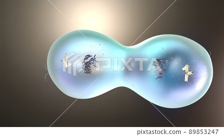 Cell division or cloning cells. Stem cells dividing under the microscope. Cell division or cloning cells. Stem cells dividing under the microscope. 89853247