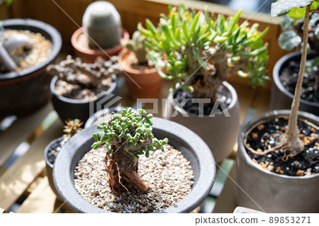 盆栽植物,如 keraria pygmaea 盆栽植物,如 keraria pygmaea 89853271