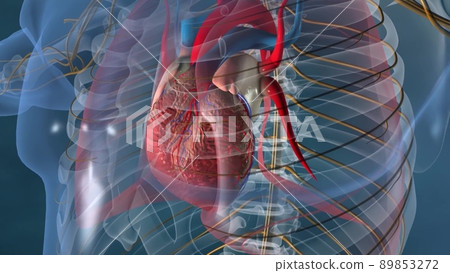 Human Body Organs (Heart with Nervous system Anatomy). Human Body Organs (Heart with Nervous system Anatomy). 89853272