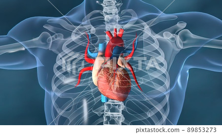 Human heart, Human heart model, Full clipping path included, Heart Anatomy, 89853273
