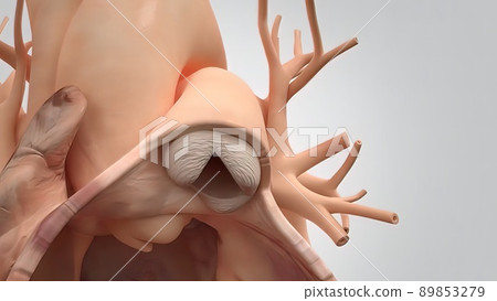 Healthy human heart and heart valve Healthy human heart and heart valve 89853279