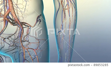 Cardiovascular pathways in the human body Cardiovascular pathways in the human body 89853285