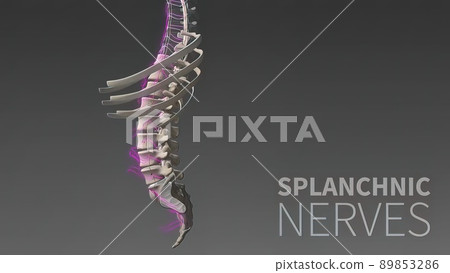 3D illustration Showing The Human Nervous System 3D illustration Showing The Human Nervous System 89853286