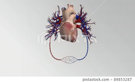 Cardiovascular System Human Blood Arteries And Veins Cardiovascular System Human Blood Arteries And Veins 89853287