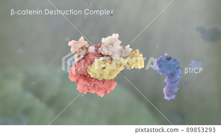 Catenin plays a role in cancer development Catenin plays a role in cancer development 89853293