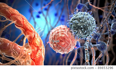 T helper cells interact on the surface of immune cells T helper cells interact on the surface of immune cells 89853296