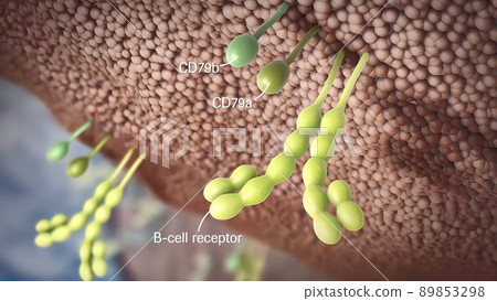 Cells provide main functions.They provide structure and support Cells provide main functions.They provide structure and support 89853298