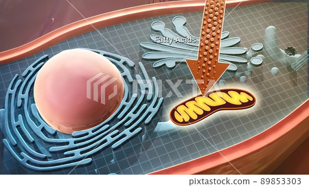 Cell structure and components, mitochondria, nucleus and cytoplasm Cell structure and components, mitochondria, nucleus and cytoplasm 89853303