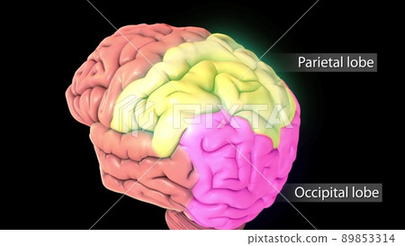 Male medical brain scan in cycle (temporal lobe, parietal lobe) 89853314