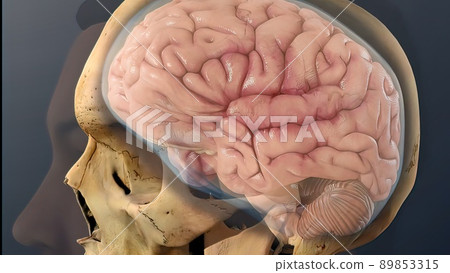 Cerebrospinal fluid inside the skull Cerebrospinal fluid inside the skull 89853315