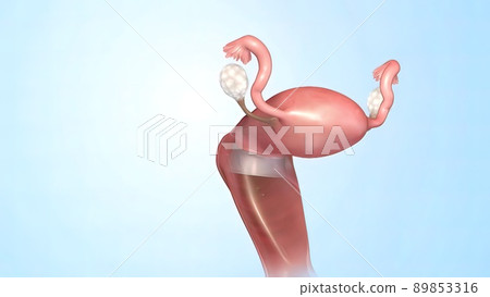 Female Reproductive System 3d Anatomy Female Reproductive System 3d Anatomy 89853316