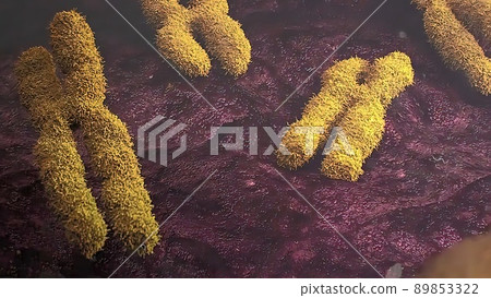 3D illustration X chromosomes. Telomerase restores short bits of DNA known as telomeres 3D illustration X chromosomes. Telomerase restores short bits of DNA known as telomeres 89853322