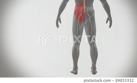 Signals from the spinal cord and transmitted to the brain Signals from the spinal cord and transmitted to the brain 89853332