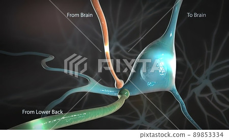 Signals from the spinal cord and transmitted to the brain 89853334