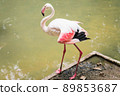 Beautiful bird Flamingo in the zoo of Thailand. 89853687