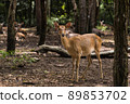 A female deer stands in the forest looking at the camera. 89853702