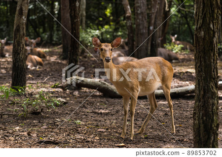 A female deer stands in the forest looking at the camera. 89853702