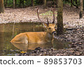 A male deer is soaking in water and sleeping in a swamp. 89853703
