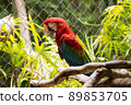 Side view of a macaw in a cage in the zoo of Thailand. 89853705