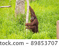 Orangutan climbing a tree, selective focus. 89853707