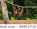 An orangutan is climbing a rope and holds a coconut in his mouth. 89853710