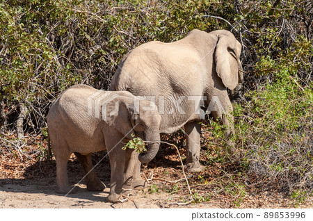 Two Desert Elephants in the Namibian Desert 89853996