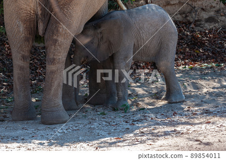 A Desert Elephant and her feeding calf in Namibia A Desert Elephant and her feeding calf in Namibia 89854011