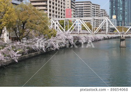 大阪市櫻宮公園的一排櫻花樹 大阪市櫻宮公園的一排櫻花樹 89854068