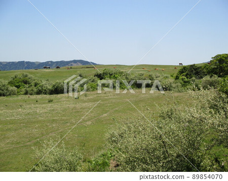 熊本縣阿蘇市阿蘇山上的壯麗草原牧場 89854070