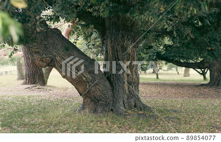 公園樹 89854077