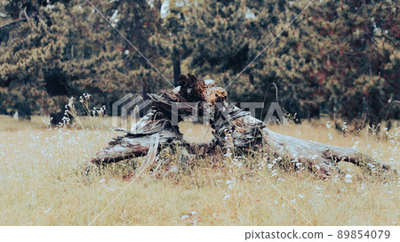 Old trees Old trees 89854079