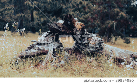 Old trees Old trees 89854080