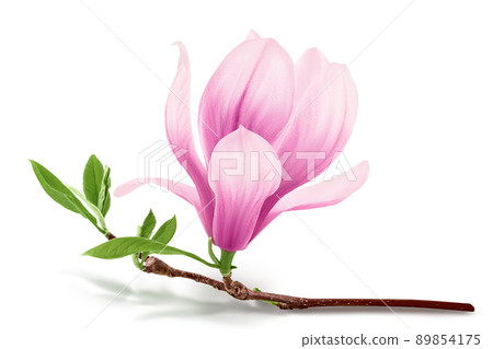 Pink magnolia flower isolated on white background with clipping path and full depth of field Pink magnolia flower isolated on white background with clipping path and full depth of field 89854175