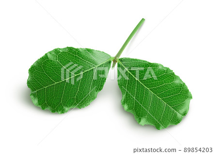 Fresh carob leaves isolated on white background with clipping path 89854203