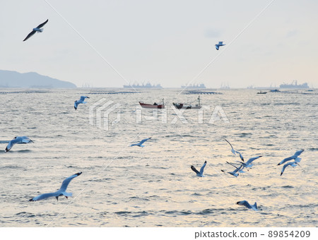 Bird flying over sea, Nature background Bird flying over sea, Nature background 89854209