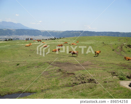A magnificent grassland ranch and grazing red cows on Mt. Aso in Aso City A magnificent grassland ranch and grazing red cows on Mt. Aso in Aso City 89854258