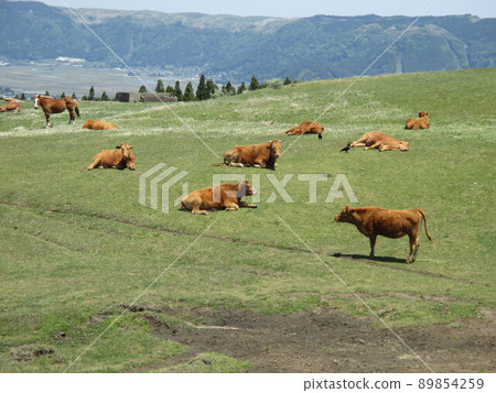 A magnificent grassland ranch and grazing red cows on Mt. Aso in Aso City A magnificent grassland ranch and grazing red cows on Mt. Aso in Aso City 89854259