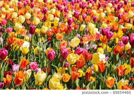 Lisse, Netherlands, April 2022. Flowering tulip fields in different colors. Lisse, Netherlands, April 2022. Flowering tulip fields in different colors. 89854460