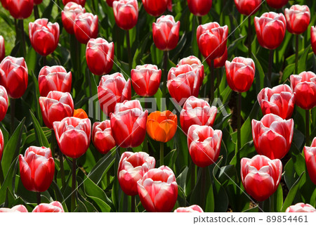 Lisse, Netherlands, April 2022. Flowering tulip fields in different colors. Lisse, Netherlands, April 2022. Flowering tulip fields in different colors. 89854461