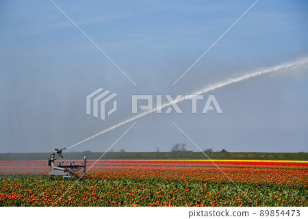 Julianadorp, Netherlands, April 2022. The bulb fields around Julianadorp are sprayed with water. Julianadorp, Netherlands, April 2022. The bulb fields around Julianadorp are sprayed with water. 89854473