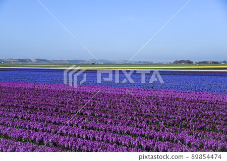 Julianadorp, Netherlands, April 2022. Blooming tulips, hyacinths and daffodils in the bulb fields around Julianadorp. Julianadorp, Netherlands, April 2022. Blooming tulips, hyacinths and daffodils in the bulb fields around Julianadorp. 89854474